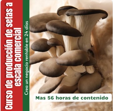 Cultivo de Setas Orellanas a Escala Comercial